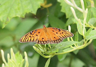 [The butterfly is perched on some leaves with its wings fully open and flat. The wings are mostly orange with strips of brown edging throughout. There are also brown dots and three white dots at the top of each upper wing. The body of the butterfly is orange too.]